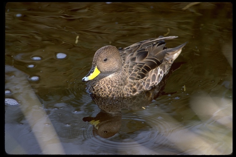 Image of South Georgia Pintail