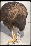 Image of Forster's Caracara