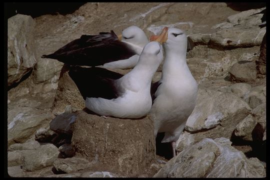 Image of Black-browed Albatross