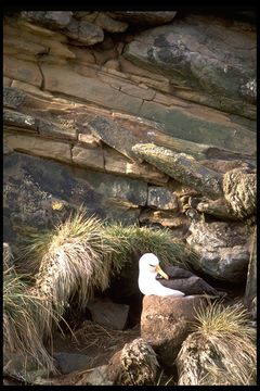 Image of Black-browed Albatross