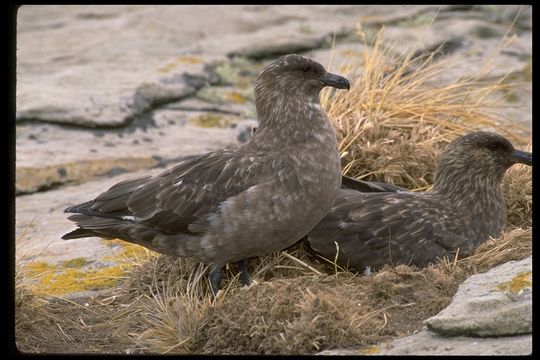 Image of Brown Skua