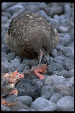 Image of Brown Skua