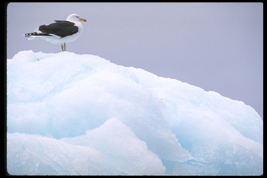 Image of Kelp Gull