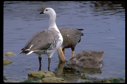 Plancia ëd Chloephaga picta leucoptera (Gmelin & JF 1789)