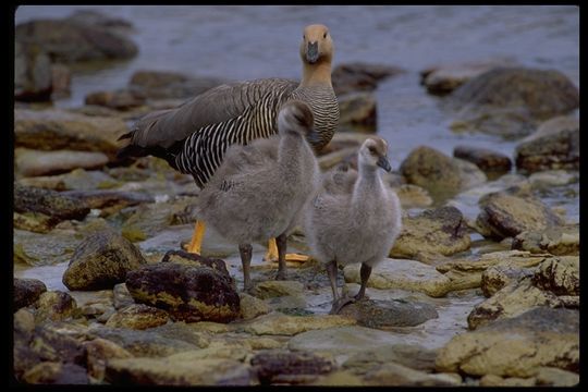 Imagem de Chloephaga picta leucoptera (Gmelin & JF 1789)