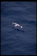 Image of Cape Petrel