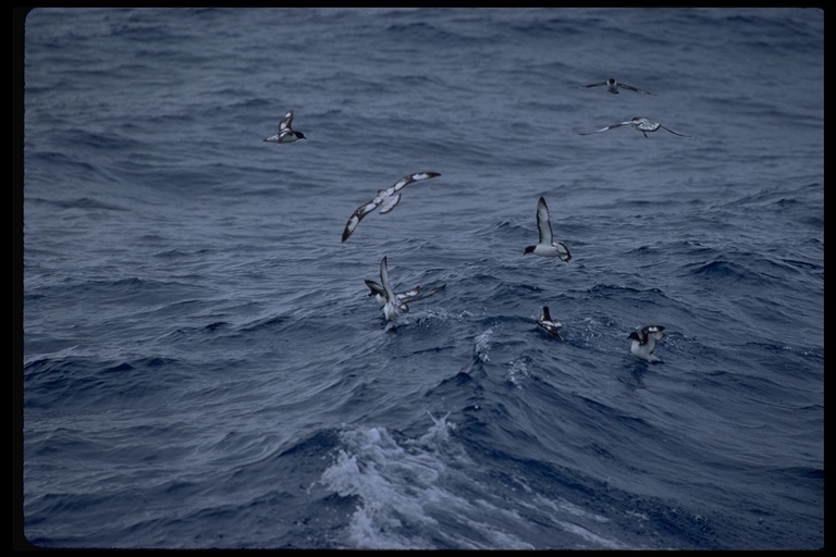 Image of Cape Petrel