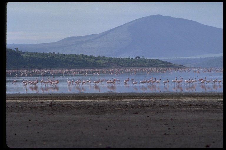 Image of Lesser Flamingo