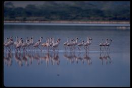 Image of Lesser Flamingo