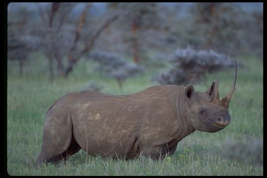 Image de Rhinocéros noir