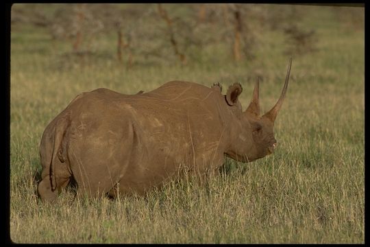 Image of Black Rhinoceros