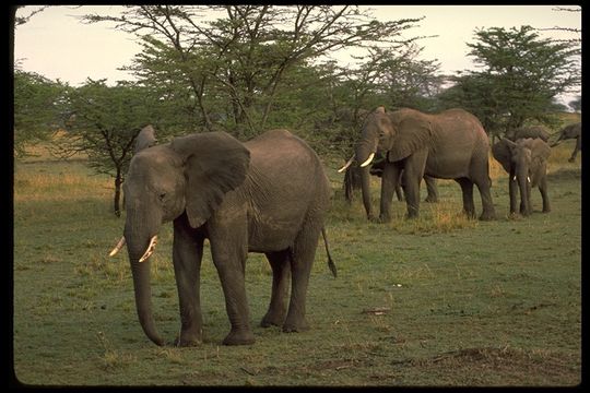 Image of African bush elephant