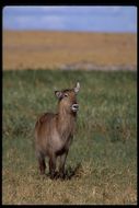 Image of Defassa Waterbuck