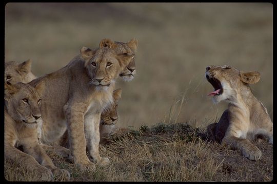 Image of African Lion