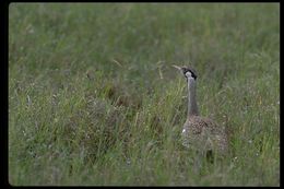 Image of Hartlaub's Bustard