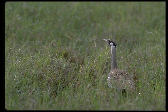 Image of Hartlaub's Bustard