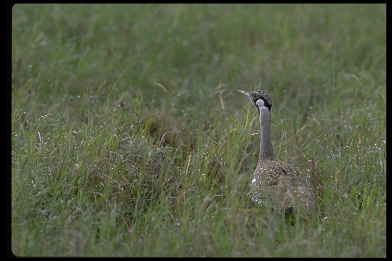 Image of Hartlaub's Bustard