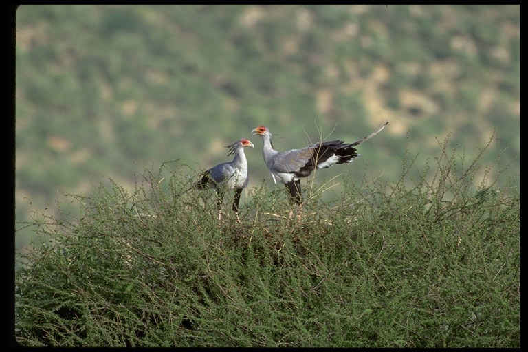 Image of Secretarybird