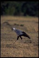 Image of Secretarybird