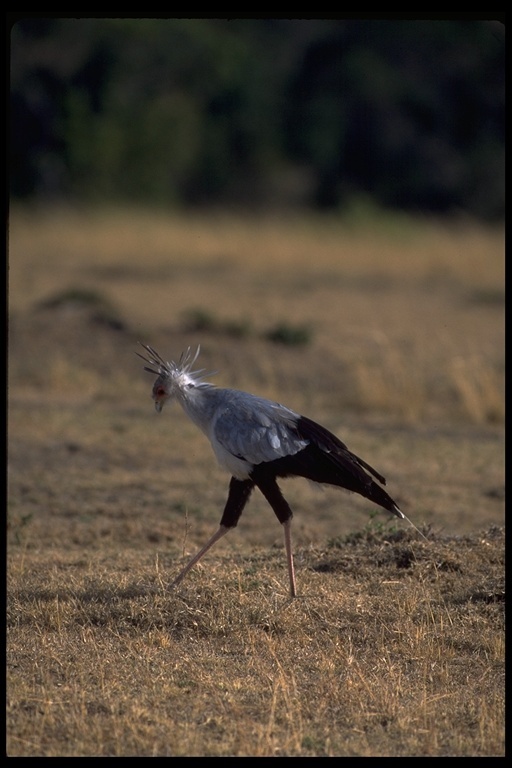 Image of Secretarybird