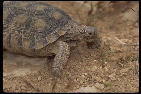 Image of desert tortoise