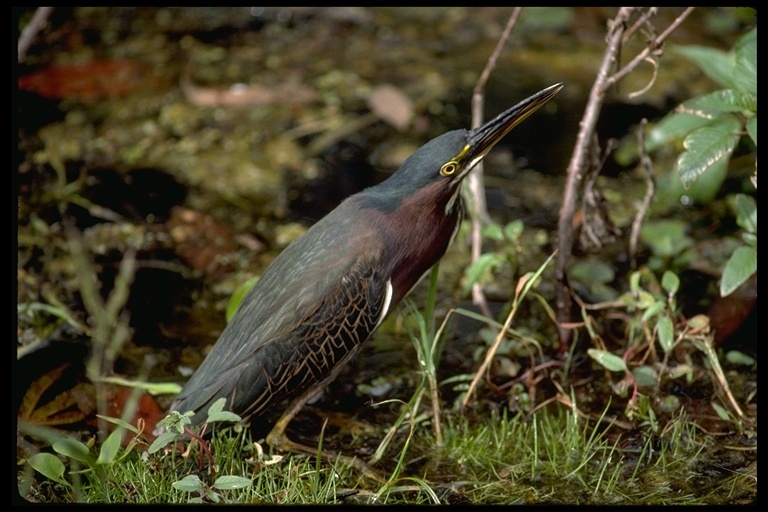 Butorides virescens (Linnaeus 1758) resmi