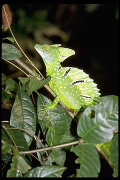 Imagem de Basiliscus plumifrons Cope 1875