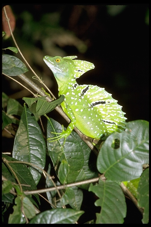 Image of Green Basilisk