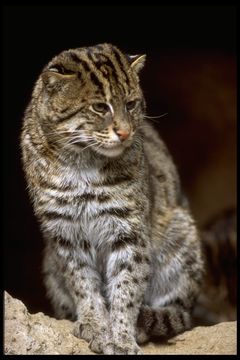 Image of Fishing Cat