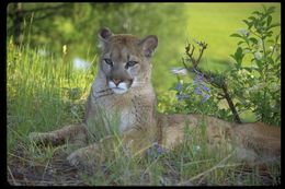 Image of Cougar