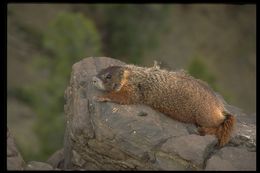 Image of Yellow-bellied Marmot