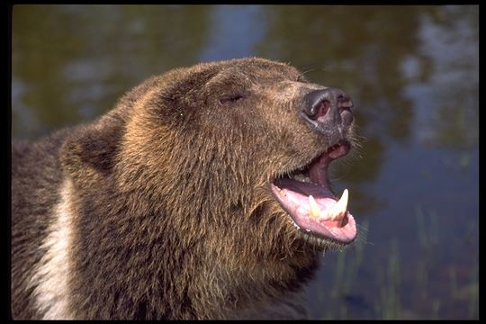 Image of grizzly bear