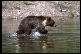 Image of grizzly bear