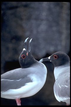 Image of Swallow-tailed Gull