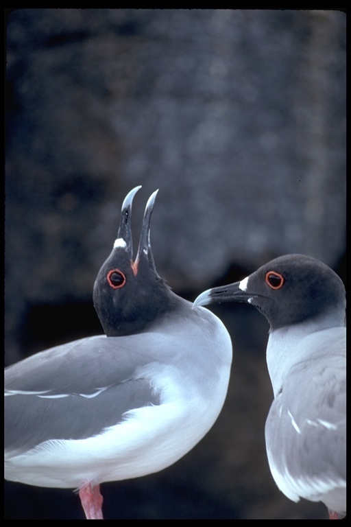 Image of Swallow-tailed Gull