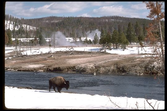 Image of American Bison