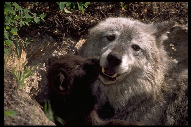 Image of gray wolf