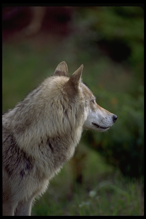 Image of gray wolf