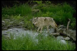 Image of gray wolf