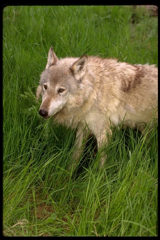 Image of gray wolf