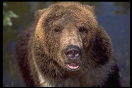 Image of grizzly bear