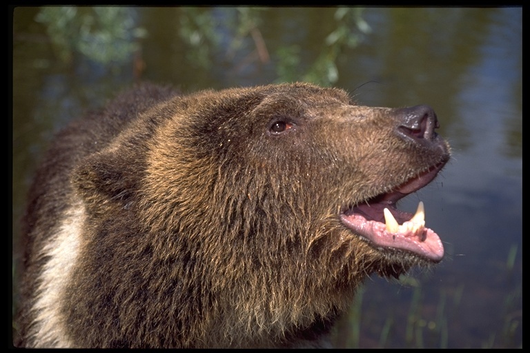 Image of grizzly bear