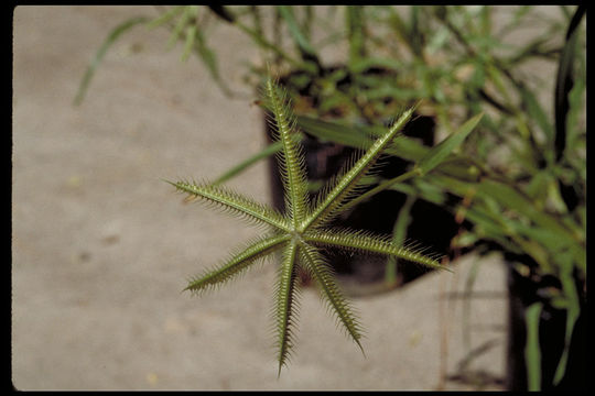 Image de Dactyloctenium aegyptium (L.) Willd.