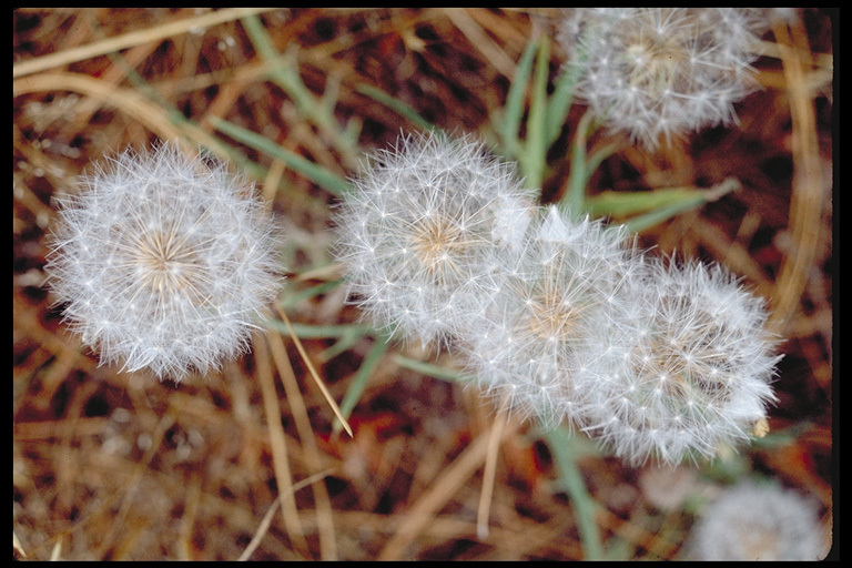 Image of bigflower agoseris