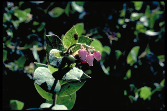 Plancia ëd Arctostaphylos pechoensis (Abrams) Dudley