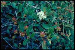 Image de Ceanothus megacarpus Nutt.