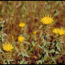 Centaurea sulphurea Willd.的圖片