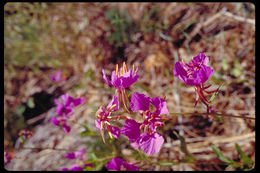 Image of Mildred's clarkia