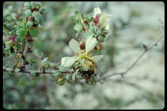 Image of ragged rockflower