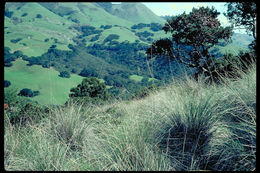 Plancia ëd Festuca californica Vasey